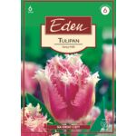 Tulipan strzępiasty Fancy Frills 6 sztuk Eden