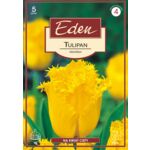 Tulipan strzępiasty Hamilton 5 sztuk Eden