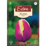 Tulipan triumph Atlantis 5 sztuk Eden