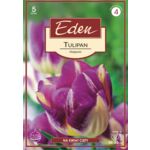 Tulipan Triumph Hotpants 5 sztuk Eden