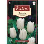 Tulipan triumph White Dream 5 sztuk Eden