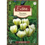 Tulipan zielonokwiatowy Exotic Emperor 5 sztuk Eden