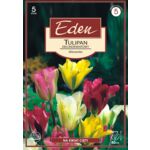 Tulipan zielonokwiatowy mix 5 sztuk Eden