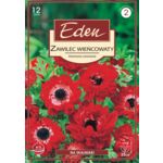 Zawilec podwójny Anemony Coronaria D.C. Red - 12 sztuki Eden