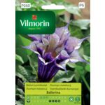 Bieluń Surmikwiat Ballerina 5 z Vilmorin Garden