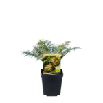 Karczoch rozsady, wys. 40 cm, don. 9 cm