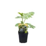 Arbuz rozsada, wys. 40 cm, don. 9 cm