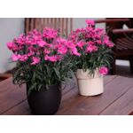 Goździk Suntory, wys. 40 cm, don. 17 cm