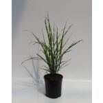 Miskant chiński w odmianach, wysokość 40-60 cm doniczka 19 cm