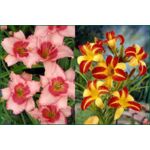 Liliowice w odmianach, wys. 30-40 cm, don. 3 l