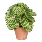 Sztuczny kwiat w doniczce PEPEROMIA 22 cm