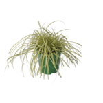 Trawy zimujące, wys. 35-40 cm, don. 2 l