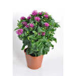 Monarda wys. 40 cm, don. 17 cm