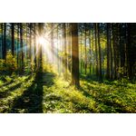 Obraz GLASSPIK 80 x 120 cm GL404 SUNNY FOREST