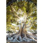 Obraz GLASSPIK 50 x 70 cm GL405 CLEAR TREE