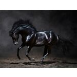 Obraz CANVAS SILVER1 85 x 113 x 2,8 cm EX511 BLACK HORSE
