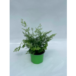 Pteris evergemensis 30 x 12 cm