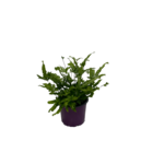 Pteris Mayi don.12 cm