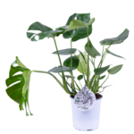 Monstera deliciosa 70 x 19 cm