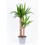 Yucca elephantipes 70 x 19 cm