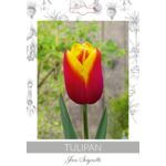 Tulipan Carnaval de Rio dwubarwny