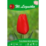Tulipan Red Rover czerwony