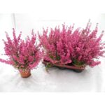 Wrzosiec doniczka wys. 35 cm, śr. doniczki: 11 cm