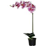 Storczyk sztuczny premium 9 kwiatów 80 x 12 cm