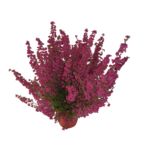 Wrzosiec doniczka 11 cm