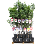 Drzewko owocowe śliwa 160 - 170 cm 6 l