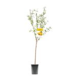 Drzewko owocowe pigwa 120-170 cm 6 l