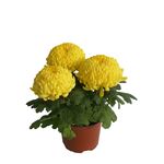 Chryzantema wielokwiatowa 3 kule misa 15cm