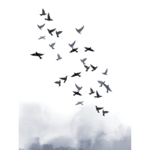 Plakat 30 x 40 cm Ptaki Niebieskie