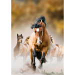 Obraz 100 x 70 cm Koń