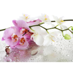 Obraz 100 x 70 cm Storczyk