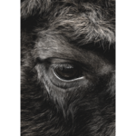 Plakat 21 x 30 cm Bizon