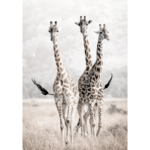 Plakat 21 x 30 cm Żyrafy