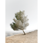 Plakat 30 x 40 cm Drzewo Oliwne