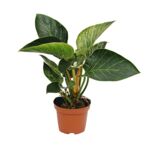 Filodendron Zebra / Birkin don. 12 cm