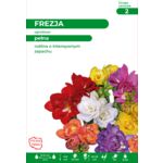 Frezja ogrodowa 40-50 cm mieszanka 5+