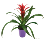 Guzmania extra don. 10 cm osłonka PCV