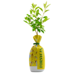 Forsycja w balocie wys. 35 cm