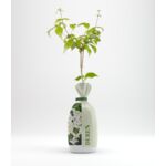 Dereń biały w balocie wys. 35 cm
