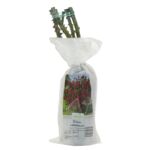 Róża rabatowa w balocie wys. 35 cm