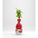 Malina czerwona w balocie wys. 35 cm
