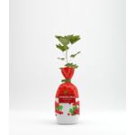 Porzeczka czerwona w balocie wys. 35 cm