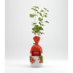 Agrest czerwony w balocie wys. 35 cm