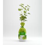 Agrest żółty w balocie wys. 35 cm