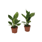 Strelizia Reginae wys. 35 cm don. 12 cm