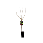 Porzeczka biała na pniu wys. 110-120 cm 2 l Gartenland